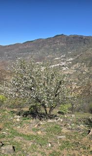 GC-Mirador Cruz de Timagada 2025-05.jpg